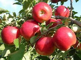 پیش بینی برداشت یک میلیون و 220 هزار تن سیب درختی در آذربایجانغربی