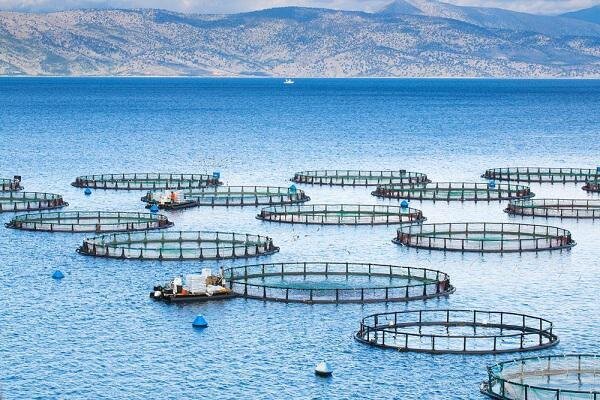 نفوذ فناوری در زنجیره ارزش پرورش ماهی در قفس