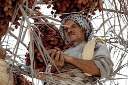 برگزاری جشنواره برداشت خرما در روستای حاجی‌آباد خرانق