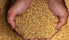 تامین بذر مورد نیاز کشاورزان در کهگیلویه و بویراحمد