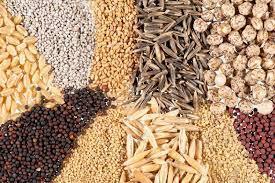 واردات انواع بذر به کشور در پنج ماهه