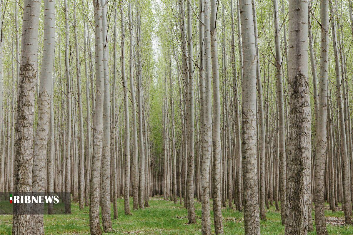اجرای طرح زراعت چوب در ۸۸ هکتار از اراضی خراسان‌شمالی