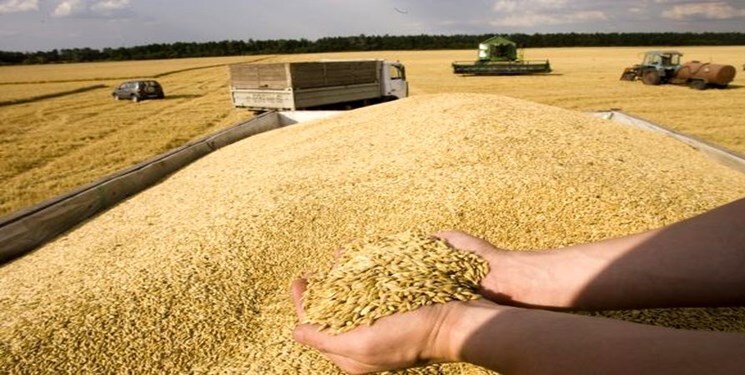 11درصد گندم خریداری شده در کشور مربوط به کردستان ست