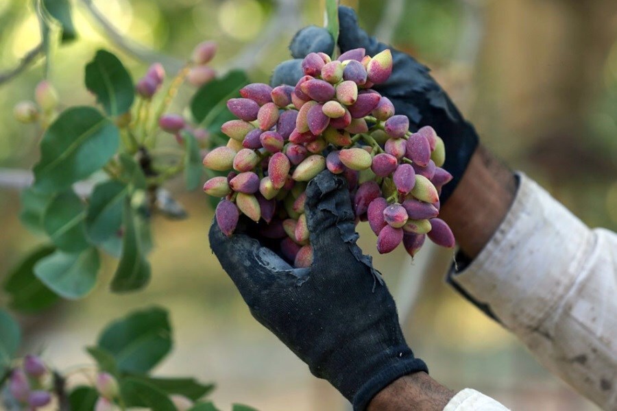 پیش بینی برداشت ۶۰ هزار تن پسته‌تر در شهرستان خاتم