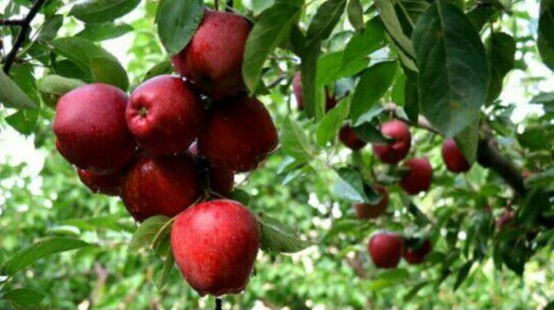 برگزاری جشنواره سیب و انگور در مشگین‌شهر