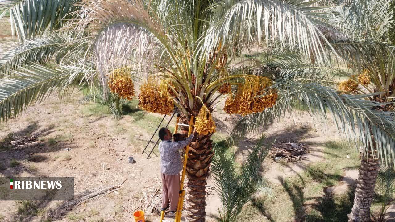 آغاز برداشت خرما از نخلستان های  شهرستان طبس