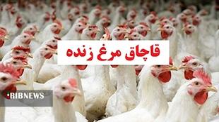 توقیف کامیون حامل مرغ زنده در سلسله