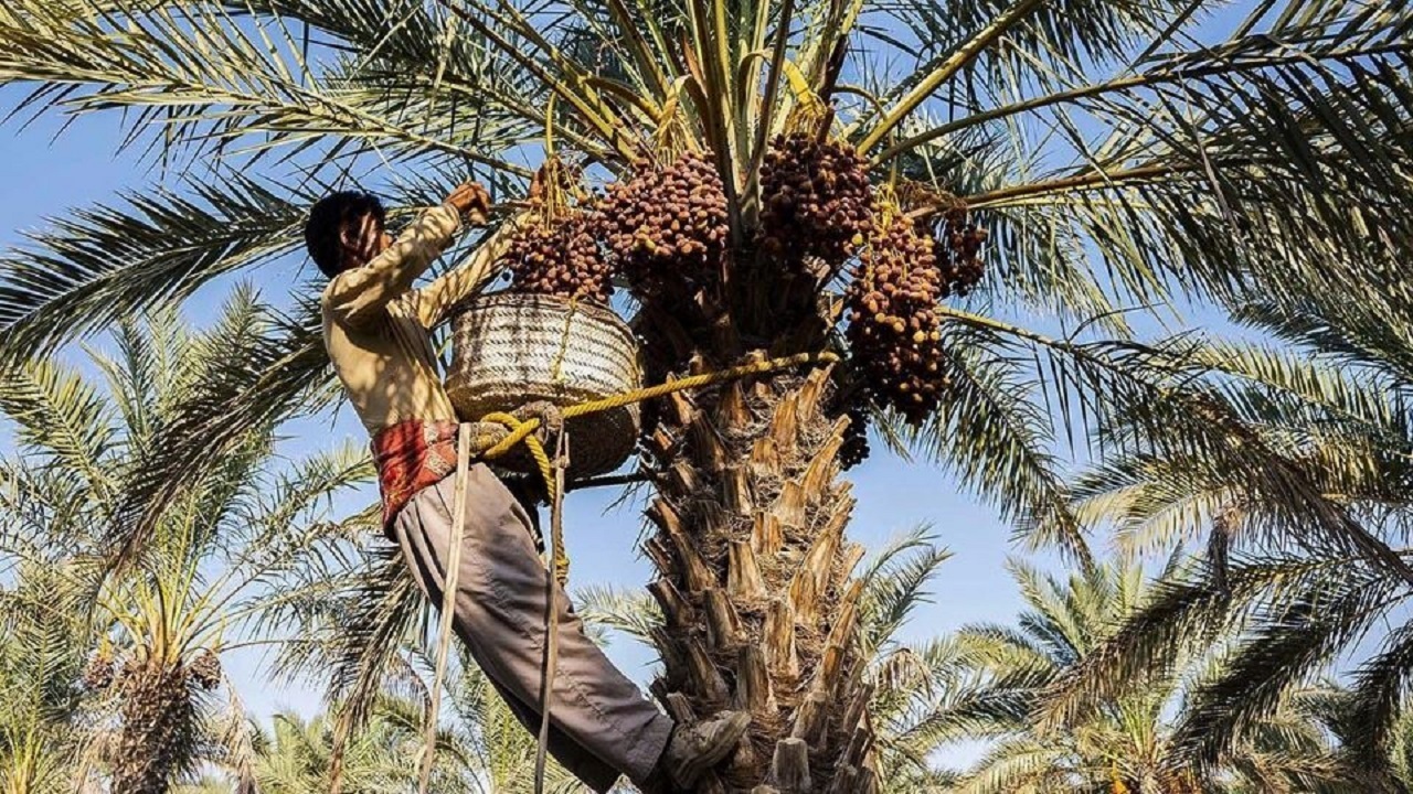 آغاز خرید خرما در خرمشهر