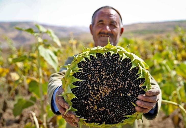 پیش بینی برداشت بیش از ۵۸ هزار تن آفتابگردان آجیلی و روغنی از مزارع آذربایجان غربی