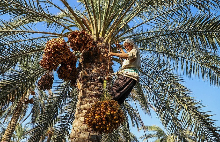 برداشت ۶۰ هزار تن محصول از نخلستان‌های استان بوشهر