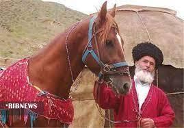 شناسنامه‌دار کردن ۵۸۲ راس اسب اصیل ترکمن خراسان‌ شمالی