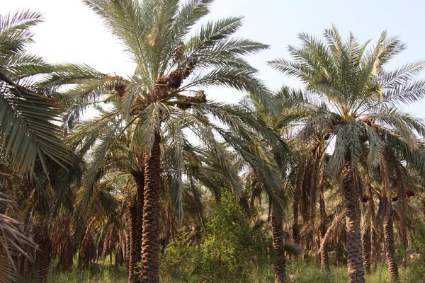 نبود صنایع بسته بندی، زحمت نخل داران را هدر می هد