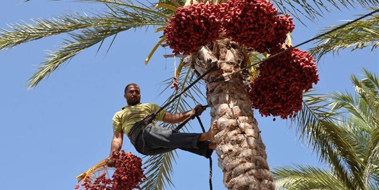 آغاز جشنواره برداشت خرما در روستای حاجی‌آباد خرانق