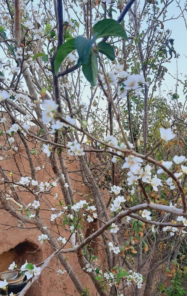 پدیده نادر شکوفه دهی درخت آلوچه در رباط سنگ