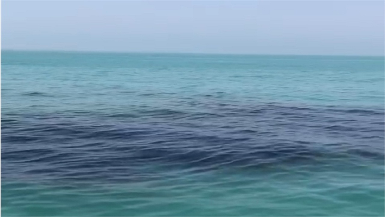 پاکسازی ساحل گناوه از آلودگی نفتی در حال اجراست