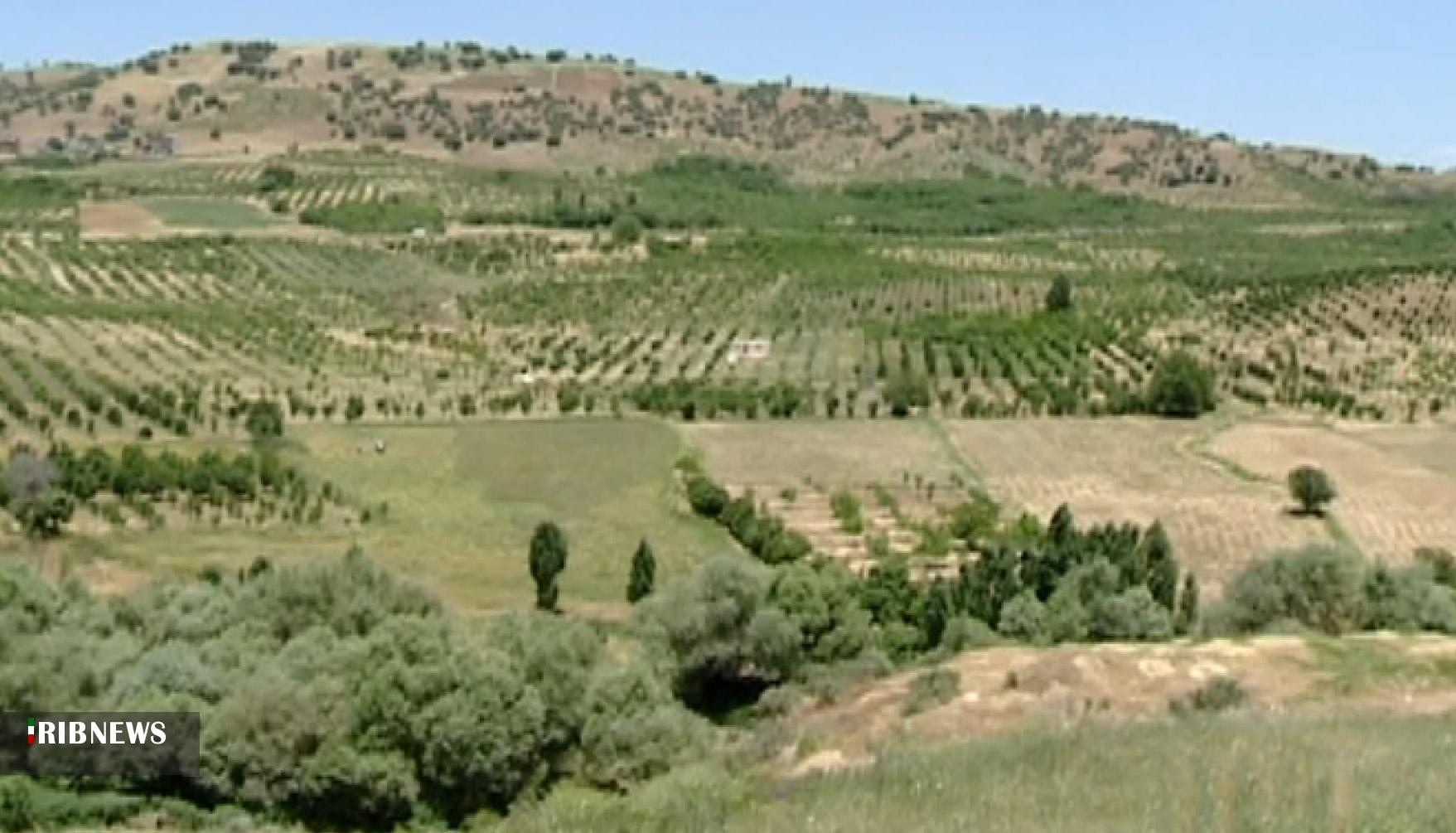 تولید بیش از ۱۲۰ هزار تن انواع محصولات باغی در کردستان
