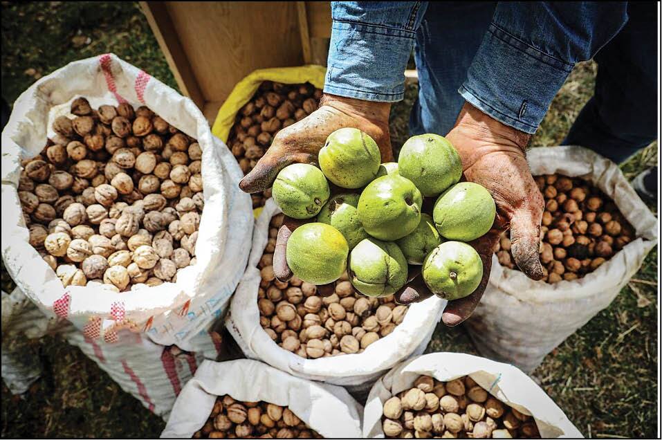 برداشت ۴۵ تن گردو از باغات خضرآباد