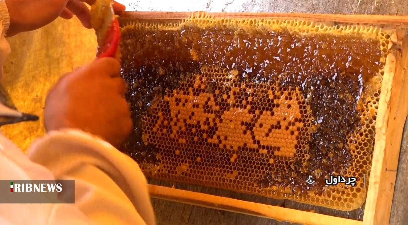 پیش بینی برداشت ۱۸۰ تن عسل در چرداول