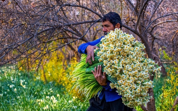 جشنواره گل نرگس خفر