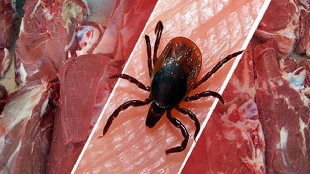 موردی از بیماری تب کریمه کنگو در لرستان گزارش نشده است