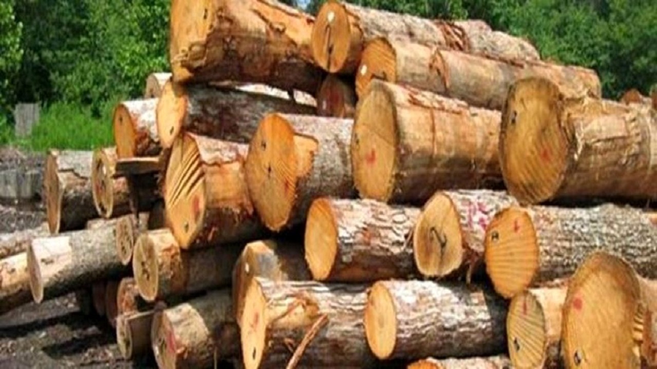کشف ۶ تن چوب قاچاق در ملایر