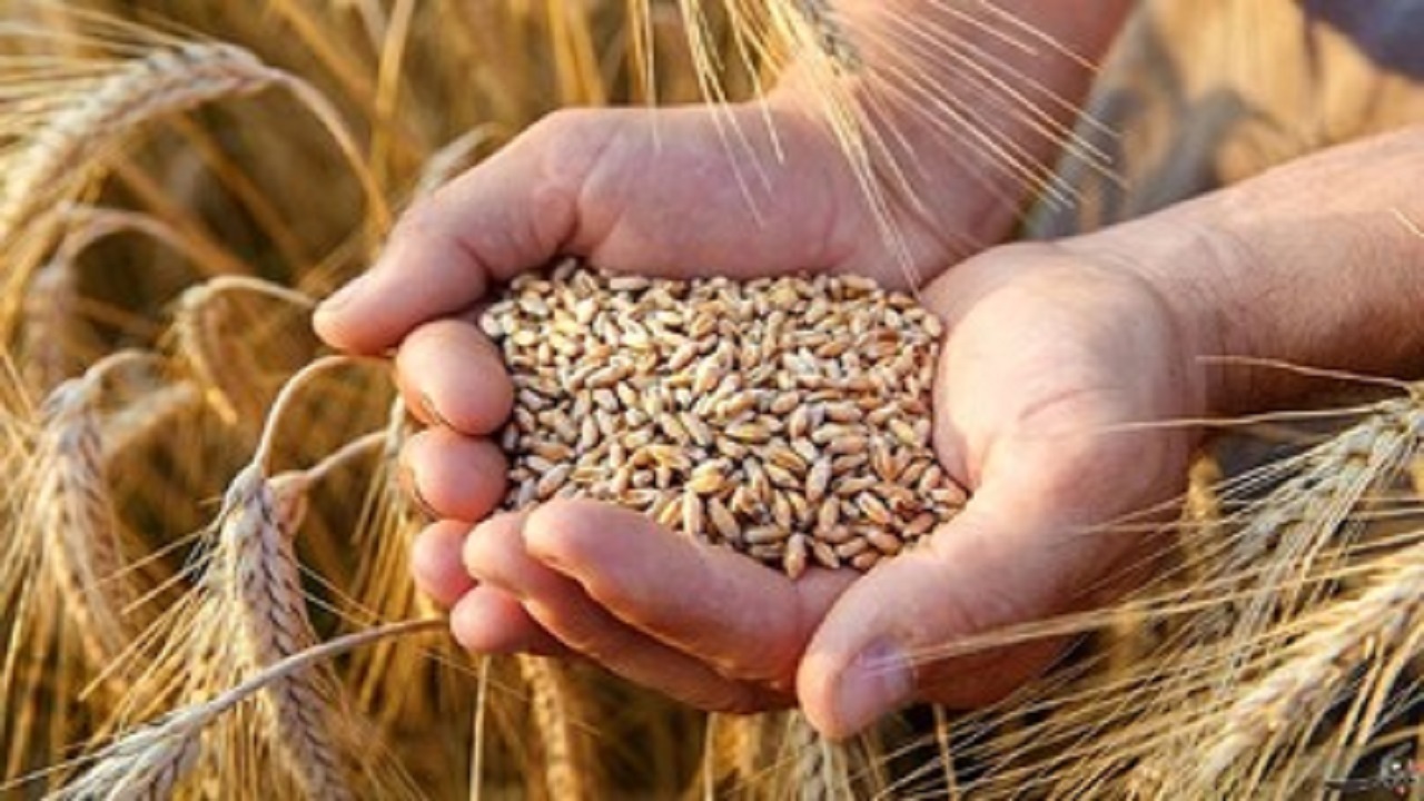 خرید تضمینی ۴۰۹ تن گندم در استان همدان