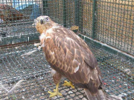 تحویل یک پرنده شکاری مصدوم به اداره حفاظت محیط‌زیست نیشابور