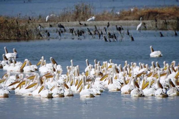 مشاهده نشدن بیماری آنفولانزای فوق حاد پرندگان در خوزستان