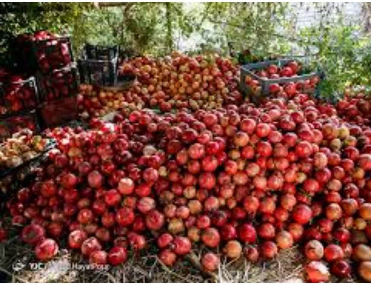 برداشت سالانه ۴ هزار تن انار از باغات استان کرمانشاه
