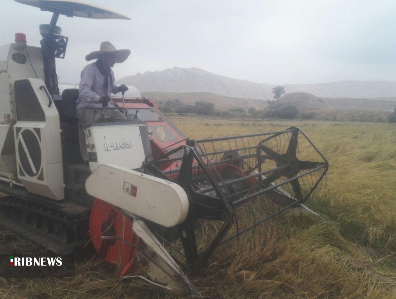 آغاز برداشت برنج در شهرستان چرداول