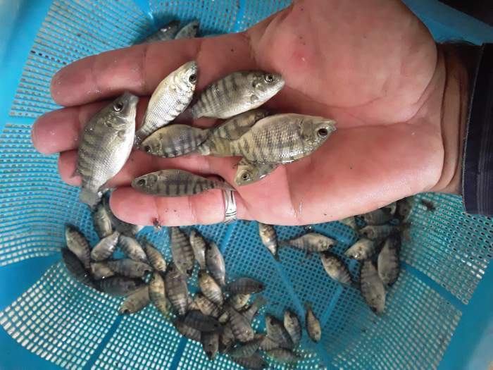 رهاسازی ماهی، حکم قاضی برای شکارچی غیر مجاز در دزفول