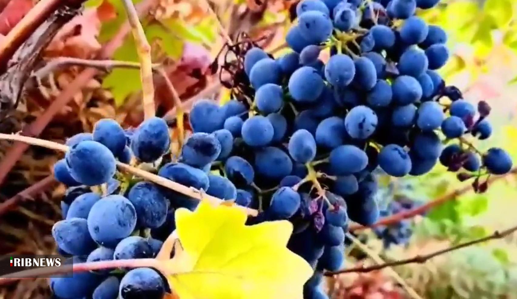 آغاز برداشت انگور دیم در کامیاران