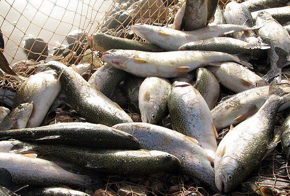 تولید بیش از هزار تن ماهی گرم آبی و سردآبی در سبزوار