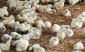حدود ۳ میلیون قطعه جوجه ریزی در مرغداری‌های تربت حیدریه