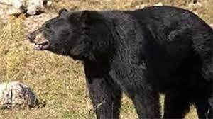 حمله خرس سیاه به مرد شمیلی