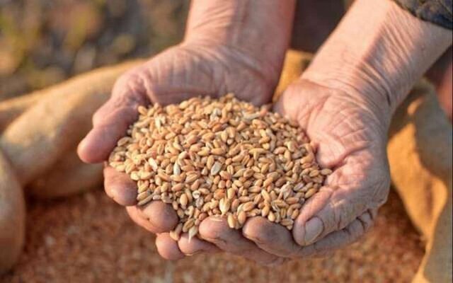 تأمین بیش از ۷ هزار بذر برای کشت پاییزه در خراسان شمالی