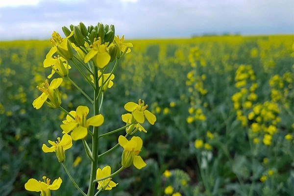 کشت دانه روغنی کلزا در اراضی آبی و دیم دزفول