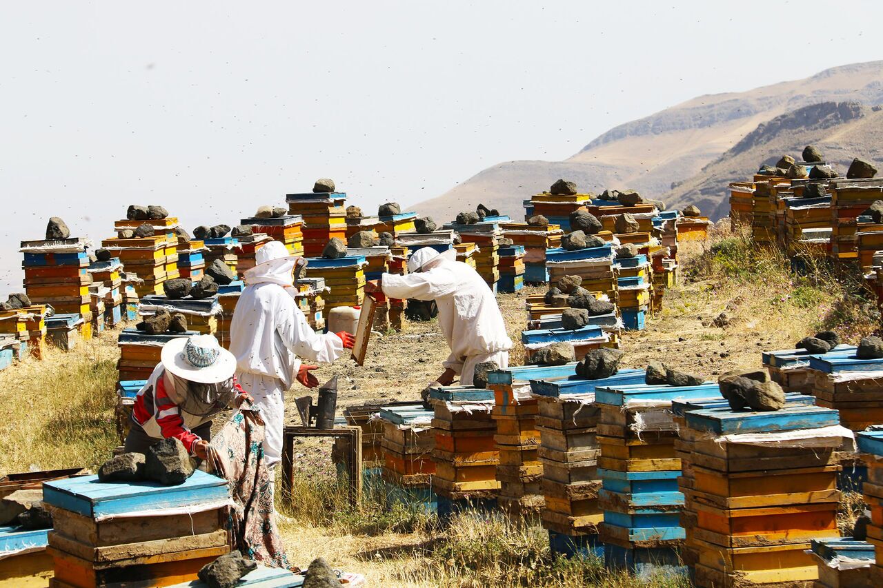 سرشماری زنبورستانهای قطب تولید عسل آذربایجان شرقی