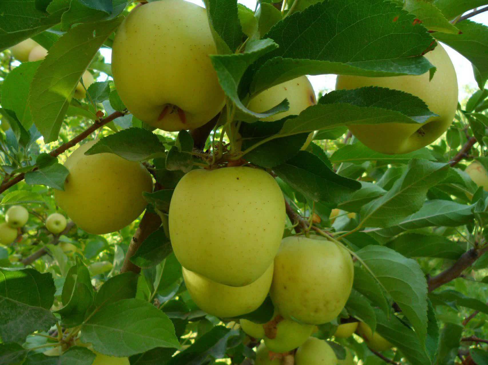 برداشت سیب پاییزه از باغ‌های شهرستان بوانات