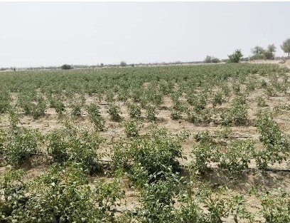 کشت ۱۰۰ هکتار گوجه فرنگی در شهرستان زرآباد