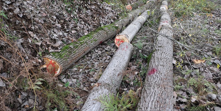 دستگیری عوامل قطع درختان پارک جنگلی کبیرکوه