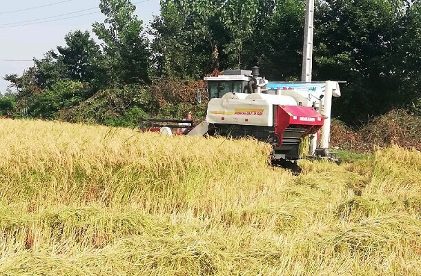 برداشت کشت مجدد برنج در مزارع تحت پوشش (ICM) ساری