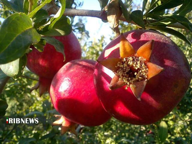 پیش بینی برداشت ۱۰ هزار تن انار از باغات کردستان