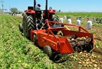 افزایش ۲۰ درصدی برداشت سیب زمینی از کشتزار‌های چالدران