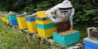 برداشت ۹۵ تن عسل در سبزوار