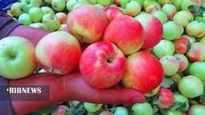 بردشت سیب  درختی در بردسیر