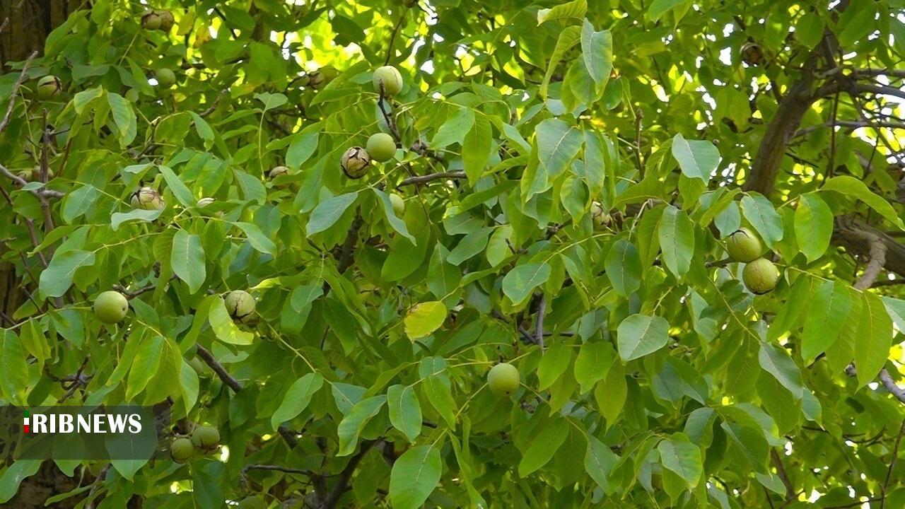 پیش بینی برداشت ۲۳ هزار تن گردو در کردستان