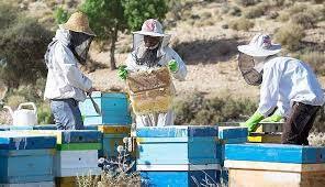 اصلاح نژاد زنبور برای افزایش تولید عسل در استان اردبیل