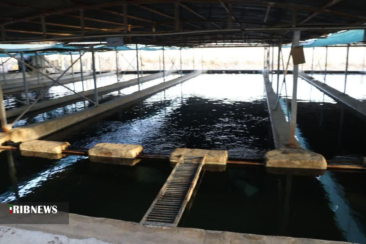 بازدید وزیر جهاد کشاورزی از مزرعه پرورش ماهیان خاویاری در بیضا