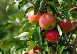 آغاز برداشت سیب درختی از ۱۸ هزار هکتار باغ‌های استان